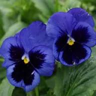 Purple Viola Flower Seeds – Heirloom Non-GMO High Germination Organic Garden Seeds