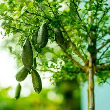 Finger Lime Fruit Seeds for Planting Heirloom Non-GMO High Germination Organic Garden Seeds