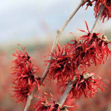 Red Hazel Flower Seeds – Heirloom Non-GMO High Germination Organic Garden Seeds for Planting