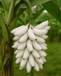 White Banana Fruit Seeds for Planting – Heirloom Non-GMO High Germination Organic Garden Seeds for Sweet Exotic Bananas