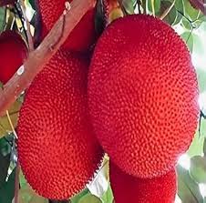 Red Jack Seeds Heirloom Non-GMO High Germination Organic Garden Seeds for Planting