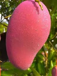 Pink Mango Fruit Seeds for Planting – Heirloom Non-GMO High Germination Organic Garden Seeds