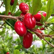 Semillas de Dulcificum, Heirloom Rojo, No Modificadas Genéticamente, Alta Germinación, Semillas Orgánicas de Jardín para Sembrar
