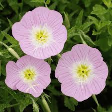Prairie-Blumensamen – Alte Sorten, gentechnikfrei, hohe Keimfähigkeit, Bio-Gartensamen zum Pflanzen