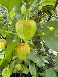 Green Physalis Seeds for Planting – Heirloom Non-GMO High Germination Organic Garden Seeds
