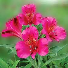 Pink Alstroemeria Flower Seeds for Planting – Heirloom, Non-GMO, High Germination Organic Garden Seeds