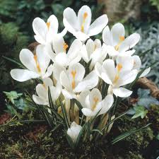 White Crocus Flower Seeds Heirloom Non-GMO High Germination Organic Garden Seeds for Planting
