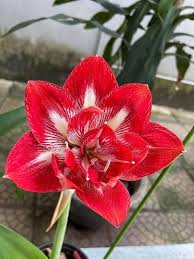 Red White Amaryllis Flower Seeds for Planting Heirloom Non-GMO High Germination Organic Seeds