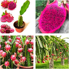 Mixed Pitaya Seeds – Heirloom, Non-GMO, High Germination Organic Garden Seeds for Planting
