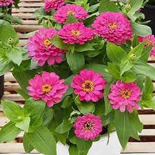 Pink Bonsai Zinnia Flower Seeds – Heirloom, Non-GMO, High Germination Organic Garden Seeds for Planting Seeds for Planting