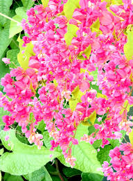 Pinke Antigonon Leptopus Blumensamen – Alte Sorte, gentechnikfrei, keimfreudige Bio-Gartensamen zum Pflanzen