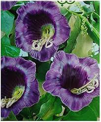 Violet Cobaea Flower Seeds – Heirloom Non-GMO High Germination Organic Garden Seeds