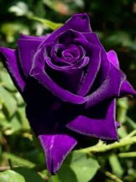 Dark Purple Rose Flower Seeds for Planting Heirloom Non-GMO High Germination Organic Garden Seeds