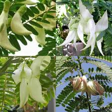 Sesbania Flower Seeds for Planting – Heirloom, Non-GMO, High Germination Organic Garden Seeds