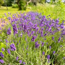 Purple Lavender Flower Seeds for Planting Heirloom Non-GMO High Germination Organic Garden Seeds for Planting
