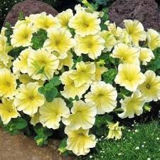 Petunia Flowers Seeds Yellow – Heirloom, Non-GMO, High Germination Organic Garden Seeds for Planting