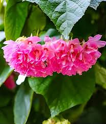 Pink Dombeya Burgessiae Flower Seeds for Planting – Heirloom, Non-GMO, High Germination Organic Garden Seeds