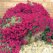 Red Creeping Thyme Plant Seeds Heirloom Non-GMO High Germination Organic Garden Seeds