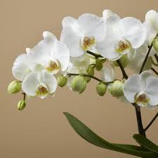 White Phalaenopsis Flower Seeds for Planting | Heirloom Non-GMO High Germination Organic Garden Seeds