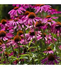 Pink Rudbeckia Flower Seeds for Planting – Heirloom, Non-GMO, High Germination Organic Garden Seeds