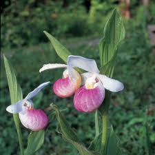 Pink White Cypripedium Flower Seeds Heirloom Non-GMO High Germination Organic Garden Seeds for Planting
