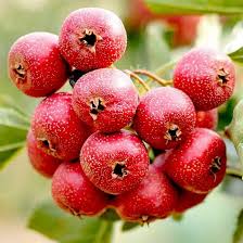 Red Crataegus Seeds for Planting – Heirloom, Non-GMO, High Germination Organic Garden Seeds
