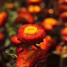 Red Strawflower Seeds – Heirloom, Non-GMO, High Germination Organic Garden Seeds