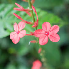 Red Plumbago Flower Seeds – Heirloom, Non-GMO, High Germination Organic Garden Seeds for Planting Seeds for Planting