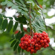 Red Sorbus Aucuparia Seeds Heirloom Non-GMO High Germination Organic Garden Seeds for Planting