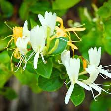 White Yellow Honeysuckle Flower Seeds for Planting | Heirloom Non-GMO Organic