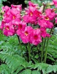 Pink Incarvillea Flower Seeds – Seeds for Planting, Heirloom, Non-GMO, High Germination Organic Garden Seeds