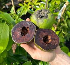 Black Sapote Fruit Seeds for Planting – Heirloom Non-GMO High Germination Organic Garden Seeds