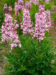 Pink Dictamnus Albus Flower Seeds for Planting – Heirloom Non-GMO High Germination Organic Garden Seeds