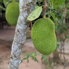Eviarc Jackfruit Seeds for Planting – Heirloom Non-GMO High Germination Organic Garden Seeds Tropical Fruit Seeds for Home Garden