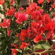 Bougainvillea Blumensamen Rot zum Gärtnern Alte Sorte gentechnikfrei hohe Keimfähigkeit Bio-Gartensamen zum Pflanzen