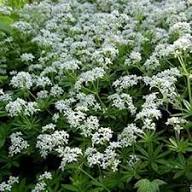 White Woodruff Flower Seeds – Heirloom, Non-GMO, High Germination Organic Garden Seeds