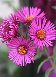 Semillas de Flor Aster Frikartii Rosa – Variedad Tradicional, No Transgénica, Semillas Orgánicas de Alta Germinación para Huerto