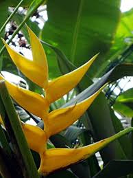 Heliconia Flower Seeds Yellow – Heirloom Non-GMO High Germination Seeds