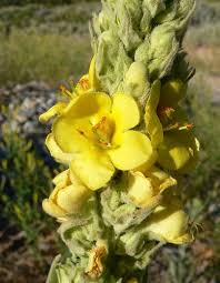 Verbascum Flower Seeds Yellow – Heirloom Non-GMO Organic Garden Seeds