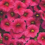 Calibrachoa Flower Seeds Red – Heirloom, Non-GMO, High Germination, Organic Garden Seeds