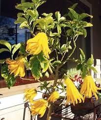 Yellow Sarcodactylis Seeds – Heirloom Non-GMO High Germination Organic Garden Seeds