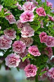 Pink Calibrachoa Flower Seeds – Heirloom Non-GMO High Germination Organic Garden Seeds for Planting