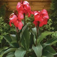 Red Canna Lily Flower Seeds – Heirloom, Non-GMO, High Germination Organic Garden Seeds