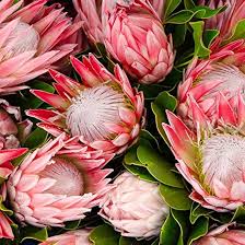 Protea Flower Seeds Fresh Seeds – Heirloom Non-GMO High Germination Organic Garden Seeds for Planting