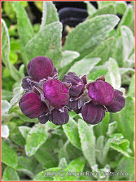 Violet Calceolaria Flower Seeds for Planting Heirloom Non-GMO High Germination Organic Garden Seeds