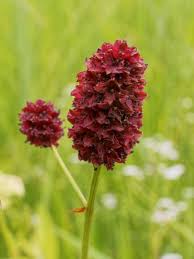 Maroon Organic Sanguisorba Flower Seeds – Heirloom Non-GMO High Germination Organic Garden Seeds