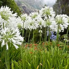 White Oasis Agapanthus Flower Seeds – Heirloom, Non-GMO, High Germination Organic Garden Seeds for Planting