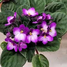 Purple White Saintpaulia Flower Seeds – Heirloom Non-GMO High Germination Organic Garden Seeds