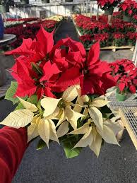 Yellow Red Poinsettia Flower Seeds Heirloom Non-GMO High Germination Organic Garden Seeds for Planting