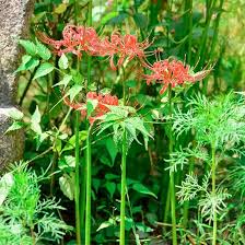 Red Radiata Flower Seeds Heirloom Non-GMO High Germination Organic Garden Seeds for Planting